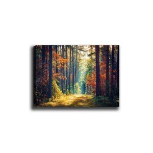 Wallity Obraz na plátně Miracle forest 50x70 cm