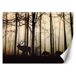 Hector Vliesová fototapeta Forest mistery, velikost 100x70