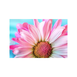 Tištěný obraz - Růžový květ