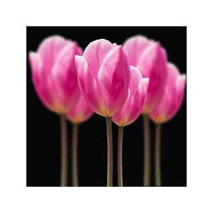 Tištěný obraz - Tulipány