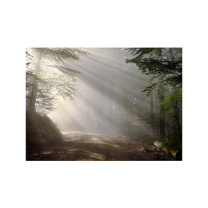 Tištěný obraz - Probuzení lesa