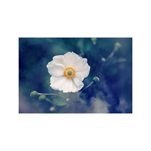 Tištěný obraz - Bílý květ