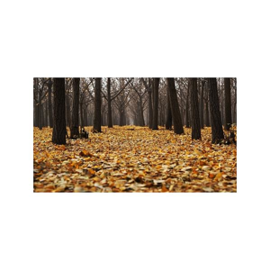 Tištěný obraz - Podzim