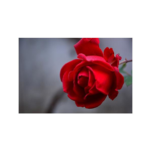 Tištěný obraz - Rudá Růže
