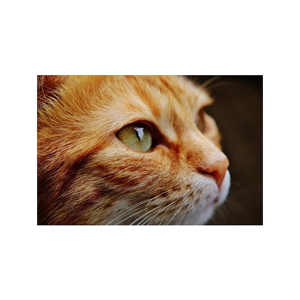 Tištěný obraz - Kočičí oči