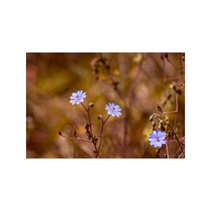 Tištěný obraz - Luční květy