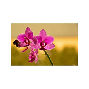 Tištěný obraz - Orchidej