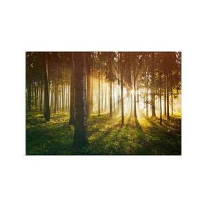 Tištěný obraz - Pohádkový les