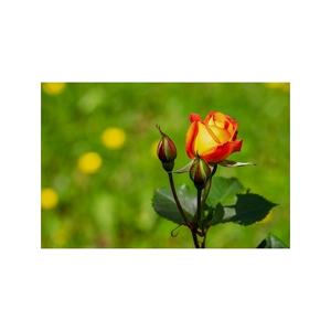 Tištěný obraz - Růže na louce