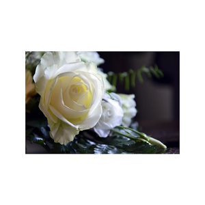 Tištěný obraz - Bílá Růže