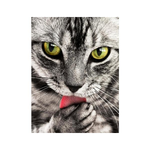 Tištěný obraz - Mourovatá kočička