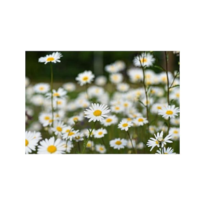 Tištěný obraz - Květy heřmánku