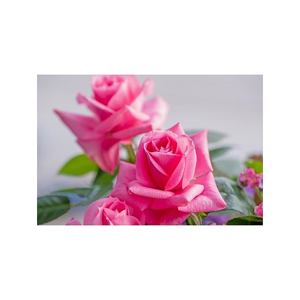 Tištěný obraz - Růžové růže