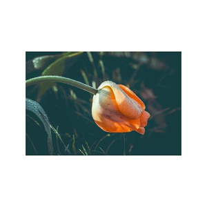 Tištěný obraz - Tulipán