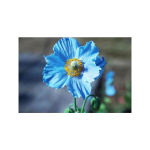 Tištěný obraz - Modrý květ
