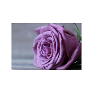Tištěný obraz - Lila růže