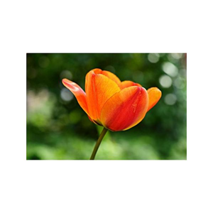 Tištěný obraz - Květ tulipánu