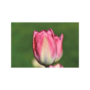 Tištěný obraz - Růžový tulipán
