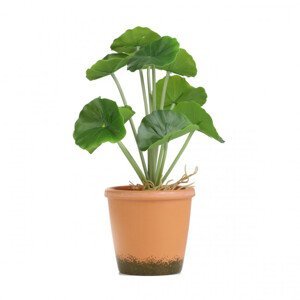 Umělá rostlina SEMELA muškát 875040 25 cm