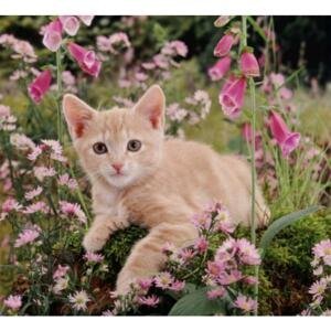 Forbyt, Fotopolštář, Kočka a růžové květiny, 40 x 40 cm polštář (návlek + vnitřek)