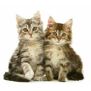 Fotopolštář, Dvě kočky, 40 x 40 cm samostatný návlek