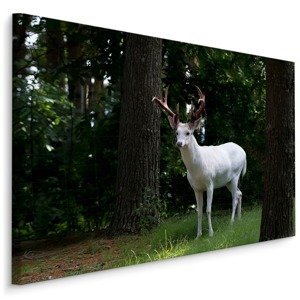 MyBestHome BOX Plátno Bílý Jelen V Lese Varianta: 70x50
