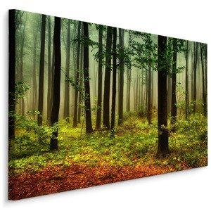 Plátno 3D Lesní Krajina Varianta: 70x50