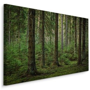 Plátno Lesní 3D Pohled Varianta: 100x70