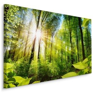 Plátno Východ Slunce V Zeleném Lese Varianta: 100x70