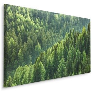 Plátno Zelený Jehličnatý Les Varianta: 100x70