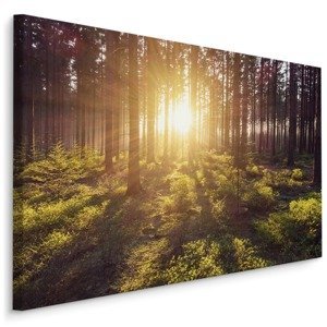 Plátno Sluneční Paprsky V Lese Varianta: 30x20