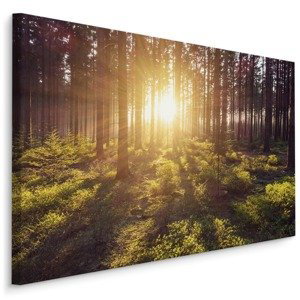 Plátno Sluneční Paprsky V Lese Varianta: 70x50