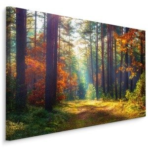 Plátno Podzimní Les V Ranním Slunci Varianta: 100x70