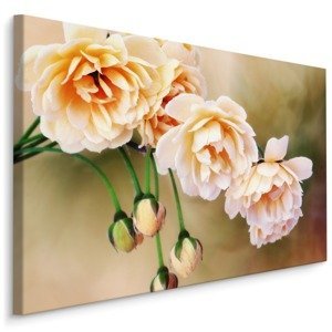 Plátno Květy Pivoňky Varianta: 40x30