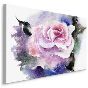 Plátno Krásná Růže Malovaná Akvarelem Varianta: 100x70