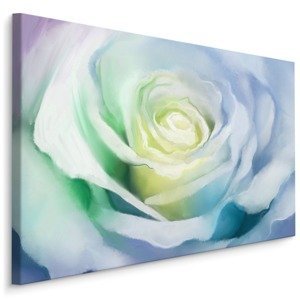 Plátno Bílá Růže Varianta: 100x70