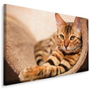 MyBestHome BOX Plátno Bengálská Kočka Varianta: 100x70