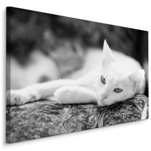 MyBestHome BOX Plátno Odpočívající Bílá Kočka Varianta: 100x70