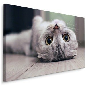 MyBestHome BOX Plátno Skotská Fold Kočka Varianta: 100x70