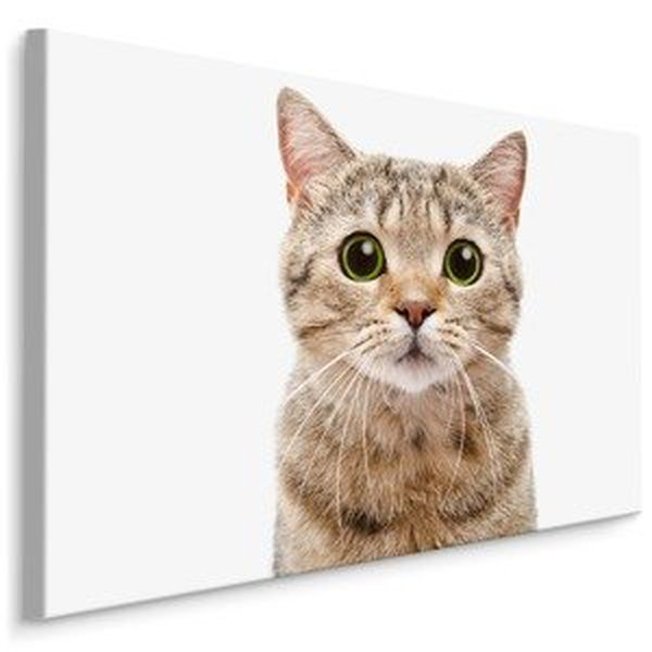 MyBestHome BOX Plátno Skotská Kočka Varianta: 120x80