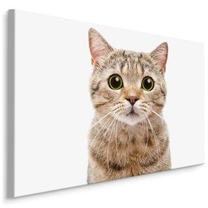 MyBestHome BOX Plátno Skotská Kočka Varianta: 70x50