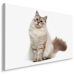 MyBestHome BOX Plátno Sibiřská Kočka Varianta: 40x30