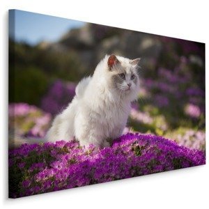 MyBestHome BOX Plátno Ragdoll Kočka Mezi Květinami Varianta: 30x20