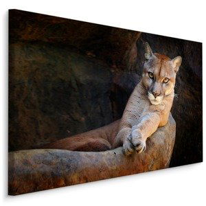 MyBestHome BOX Plátno Puma Severoamerická Varianta: 120x80