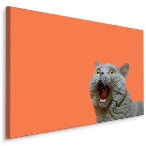 MyBestHome BOX Plátno Britská Kočka Na Oranžovém Pozadí Varianta: 120x80