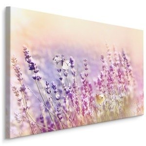 Plátno Květy Levandule Zalité Slunečním Světlem Varianta: 100x70