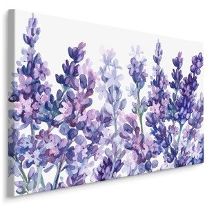 Plátno Akvarel Květy Levandule Na Bílém Pozadí II. Varianta: 100x70