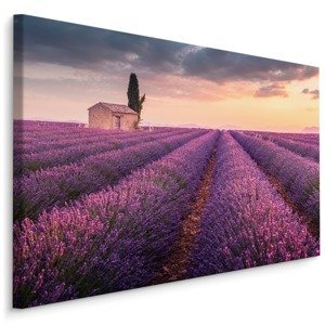 Plátno Kvetoucí Levandulové Pole Provence Varianta: 100x70