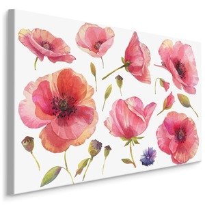 Plátno Divoké Makové Květy Malované Akvarelem Varianta: 100x70