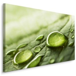 MyBestHome BOX Plátno Kapky Vody Na Zeleném Listě Varianta: 100x70